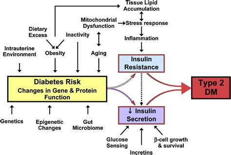 The Emerging Genetic Architecture Of Type 2 Diabetes Cell Metabolism