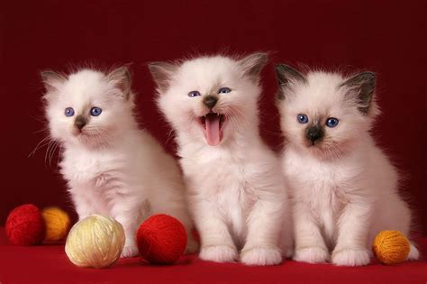 3 Cute Kittens Hd Desktop Wallpaper Widescreen High