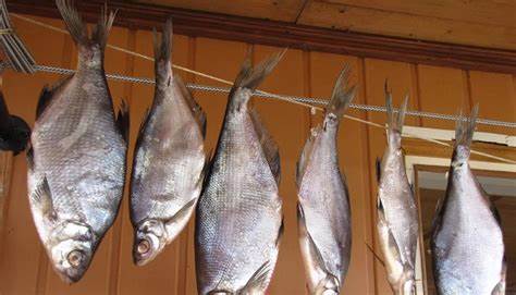 Рыба вяленая и диета Вяленая рыба к пиву рецепт домашнего приготовления. Вяленая рыба к пиву рецепт домашнего приготовления. Рыба вяленая и диета