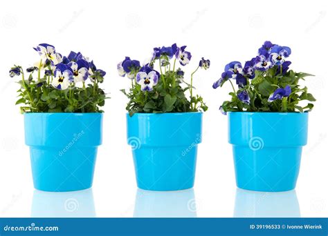 Blue Pansy Flowers Stock Image Image Of Plants Three 39196533