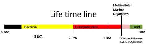 Life Time Line