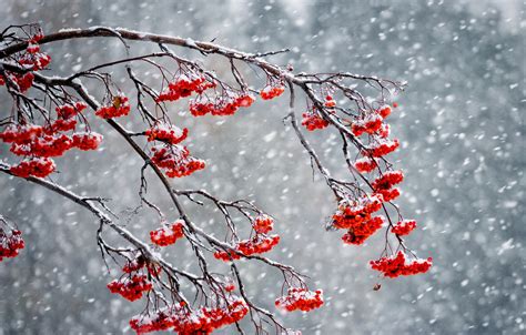 Wallpaper Winter Snow Berries Rowan Images For Desktop Section