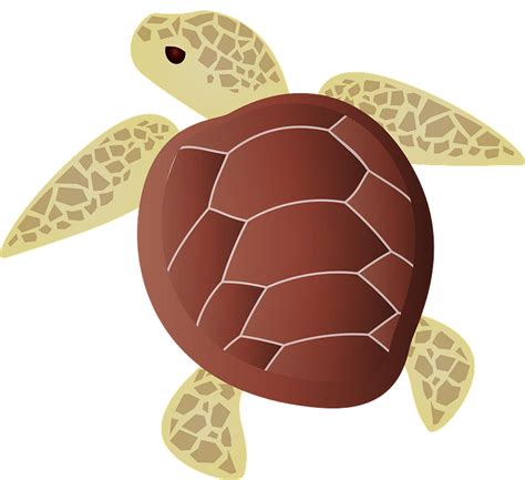 Sea Turtle Clipart