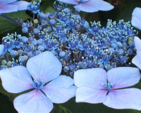 Leaves can be green, purple, or variegated with pink and white. Tips for Growing Hydrangeas in Southern California ...