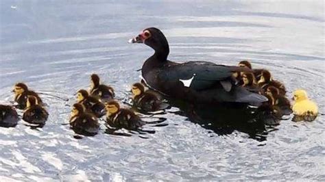 Photos Fire Crew Rescues Ducklings From Drain