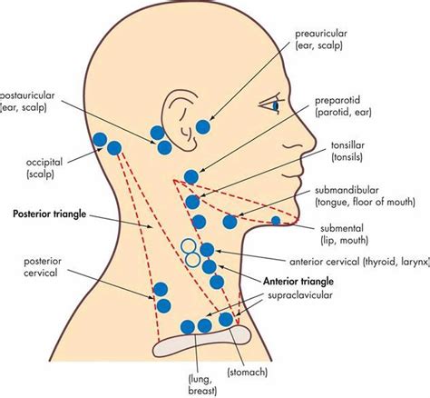 Lymph Nodes In The Back Of Neck Cervical Lymph Nodes Lymph Glands