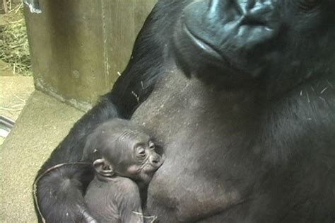 National Zoo Gorilla Gives Birth Flickr Photo Sharing