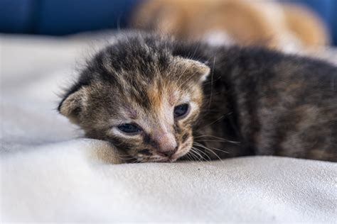 When Do Kittens Open Their Eyes What You Need To Know