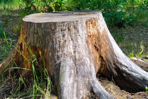 How To Remove Old Tree Stumps 5 Methods Arbor Works 🪵