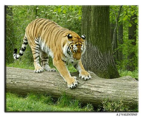 These different environments are called habitats. ENCYCLOPEDIA OF ANIMAL FACTS AND PICTURES: Siberian Tigers
