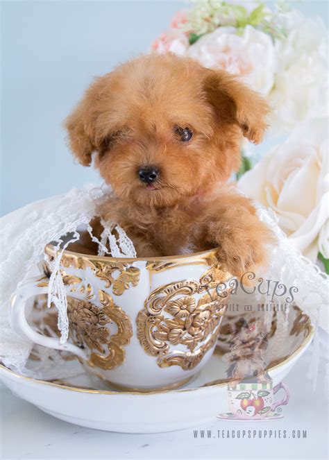Red Toy Poodle Puppies In South Florida Teacups Puppies And Boutique