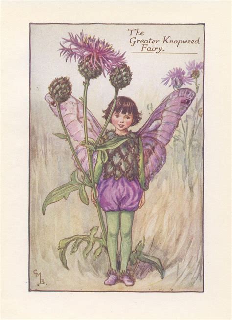 Original The Greater Knapweed Fairy Print Flower Fairies Of The Summer