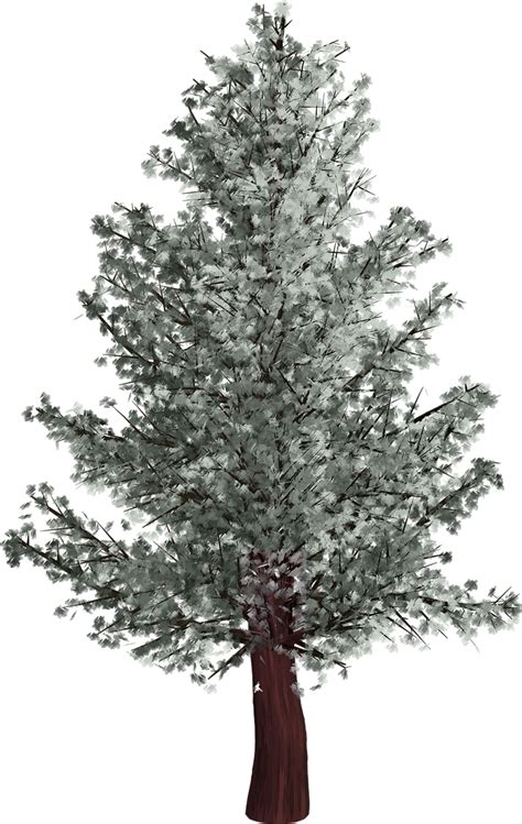 I recently learned how to draw one of these things, but only the bare black and white. Vacation, Tree, Isolated, Pine Tree, Winter #vacation, # ...