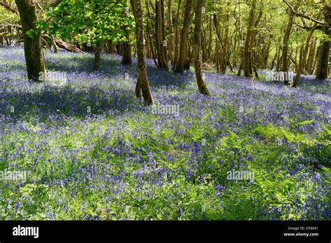 Bluebell Woods Near Tyneham In Dorset Stock Photo Alamy