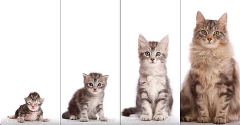 This Morphing Timelapse From Kitten To Adult Is Internet Catnip
