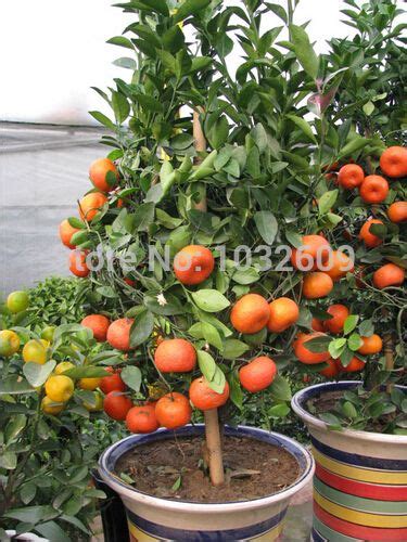 40pcslot Mini Potted Edible Fruit Seeds Bonsai Orange Seeds Tangerine