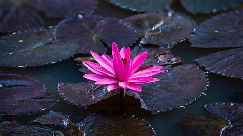 Dark Pink Lotus Flower Leaves On Water Hd Flowers Wallpapers Hd