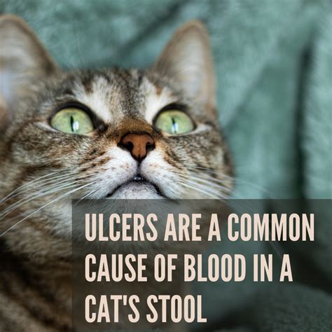 What Causes Blood In A Cats Stool Pethelpful