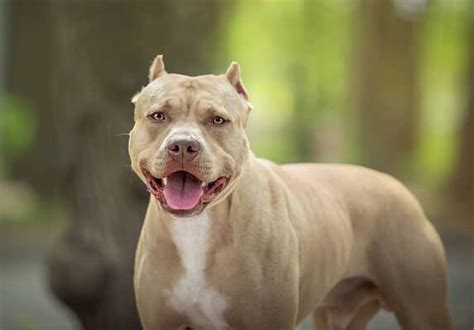 Do Pit Bulls Make Good House Pets Everything To Know About Their