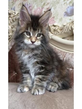 Maybe you would like to learn more about one of these? Maine Coon Cats For Sale | Richmond, VA #296338 | Petzlover