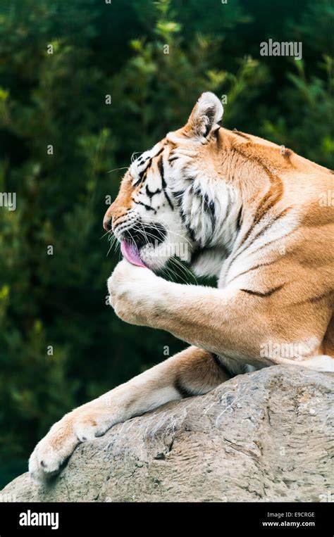 Tiger Sitting On A Rock Licking Its Paw Stock Photo Alamy