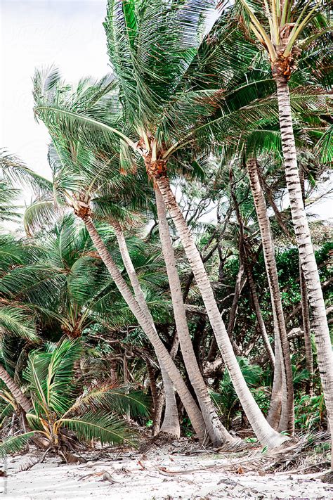 Remote Tropical Coconut Palm Trees By Stocksy Contributor Karina