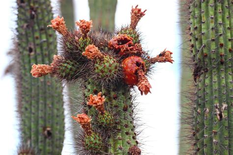 You will see that there are some cacti that are extremely tall; Cannundrums: Organ Pipe Cactus Fruit