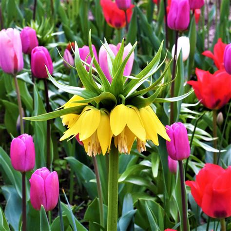 Fritillaria Crown Imperial Yellow Easy To Grow Bulbs