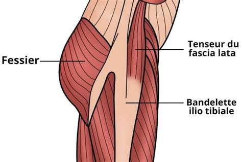 Tenseur Du Fascia Lata Le Guide Complet Pour LÉtirer Anatomie