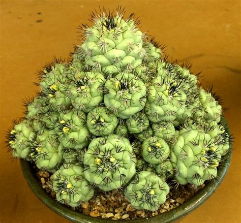 We ask that you stay safe and we. Gems from the Cactus & Succulent Society of San Jose's ...