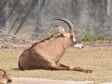The Online Zoo Roan Antelope