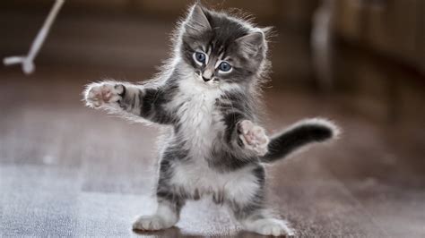 Black White Funny Cat Kitten Standing On Floor In Blur Background Hd