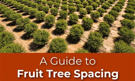 A Fruit Tree Spacing Home Guide