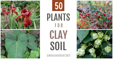 50 Plants For Clay Soil Flowers Shrubs And Trees