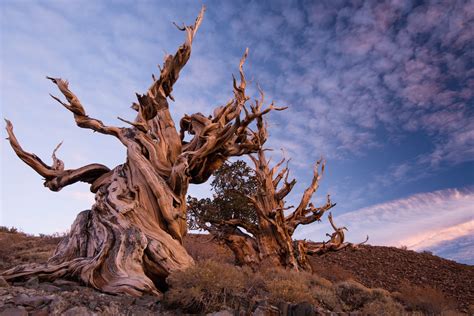 The Amazing World Methuselah Tree Worlds Oldest Tree Inyo County