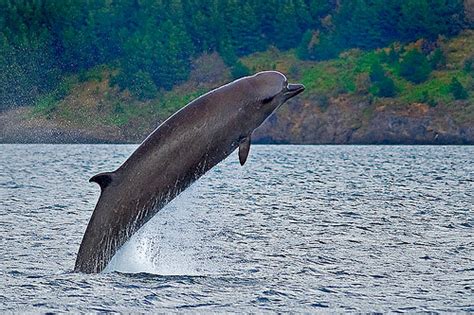 Berardius bairdii have a limited range within the northern pacific ocean. Wal butelkonosy, butlonosy (Hyperoodon ampullatus ...