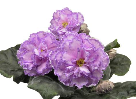 Though not a 'true' red this color is close. 20 Different African Violet Varieties (Photos) - Garden ...