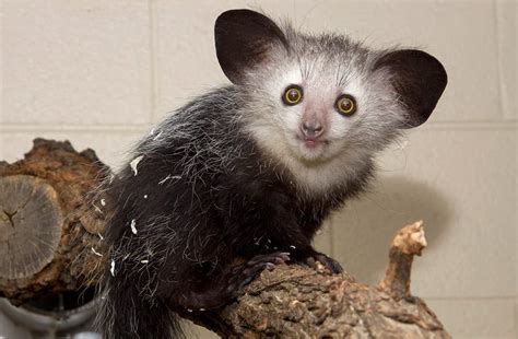 Aye Aye Denver Zoo