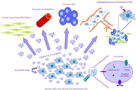 Schematic Representation Of Exosome Mediated Crosstalk Tumor And