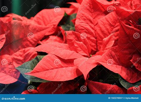 Red Christmas Flower Stock Image Image Of Rose Blossom 102270037