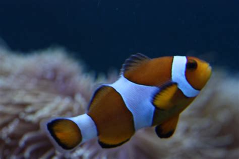 Ocellaris Clownfish Great For Any Saltwater Aquarium Aquanerd