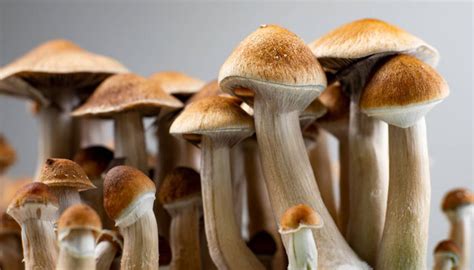 Where Are Magic Mushrooms Legal
