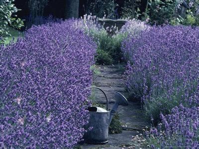 Duftpflanzen liefern im wintergarten, also einem geschlossenen raum, besonders intensive dufterlebnisse, da die aromen der pflanzen hier nicht entweichen können.je exotischer die pflanzenauswahl dabei ausfällt, umso aufregender auch das parfüm, das zur blütezeit den wintergarten erfüllt. thuisbezorging-lavendel-planten-voor-75-cent1.jpg (400×300 ...