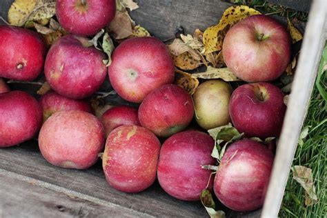 The Best Apples For Baking