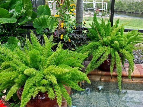 Five Plants With Fascinating Ornamental Foliage