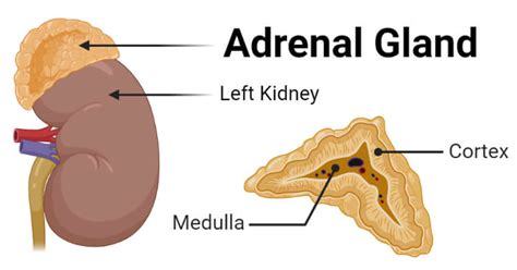 Adrenal Gland Definition Structure Hormones Functions Disorders 2023