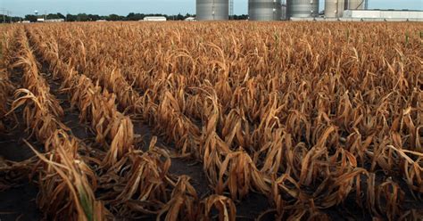 Field Of Bad Dreams Increased Drought Takes Toll On Midwest Corn