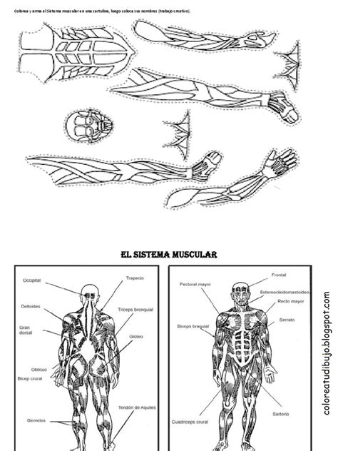 Imagenes De El Sistema Muscular Para Dibujar Sistema Muscular Sexiz Pix