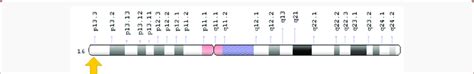 Schematic Overview Of Chromosome 16 Where The Tsc2 Gene Is Located In Download Scientific