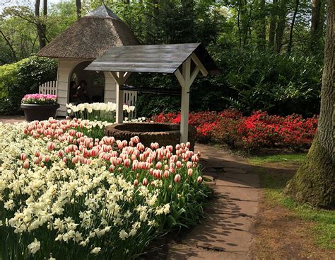 Ш., 5 ° 34 ' в. Картинка Нидерланды Keukenhof тюльпан Природа Парки Цветы ...